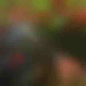 Boomschaar | TREESNIP