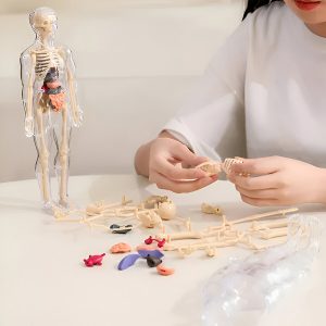 3D menselijk lichaam anatomie leermodel | FLESHTOPIA