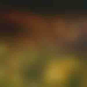 Solar lichtsnoer met 6 LED lampen | SOMPEX